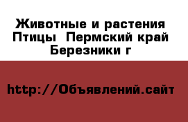 Животные и растения Птицы. Пермский край,Березники г.